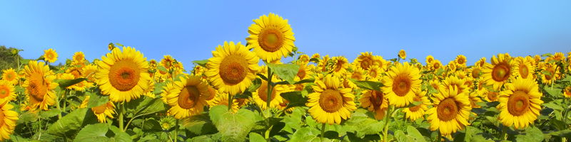 Verpackung von Sonnenblumenkernen, N&uuml;ssen und Trockenfr&uuml;chten